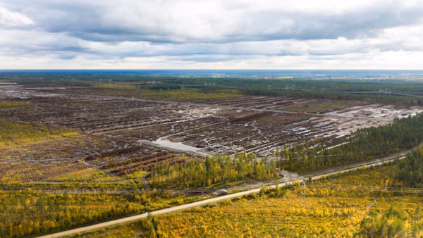 Google Faces Criminal Investigation Over Forest Clearing for AI Data Centre